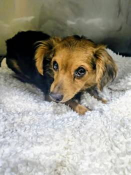 MARLY -  Dachshund Dog for Adoption in Dallas, Texas - MARLY | PetCurious