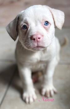 Nova -  Australian Shepherd and Mixed Breed Dog for Adoption in St. Augustine, Florida - Nova | PetCurious
