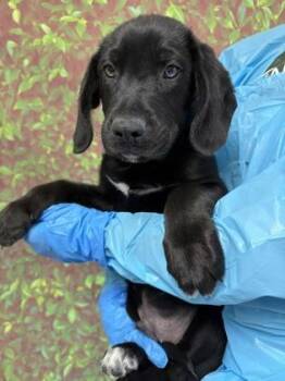 Hound and Mixed Breed Dogs Available for Adoption - Buck | PetCurious