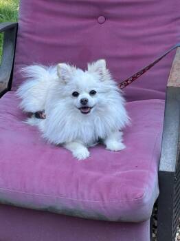 Lacey -  Pomeranian Dog for Adoption in Atlanta, Georgia - Lacey | PetCurious