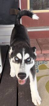 Star -  Siberian Husky Dog for Adoption in York, Pennsylvania - Star | PetCurious