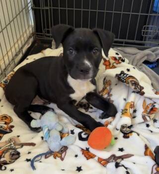 Dozer -  Terrier Dog for Adoption in Lakeland, Florida - Dozer | PetCurious