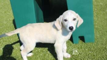 Sable -  Mixed Breed Dog for Adoption in Kenansville, North Carolina - Sable | PetCurious