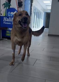 Pepper Ann - 1 -  Shepherd and Mixed Breed Dog for Adoption in Daytona Beach, Florida - Pepper Ann - 1 | PetCurious