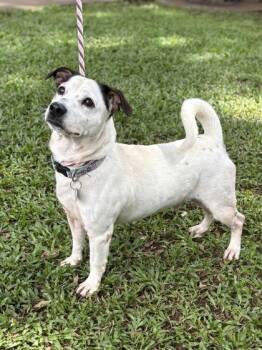 Terrier and Mixed Breed Dogs Available for Adoption in Honolulu, Hawaii - Tucker | PetCurious