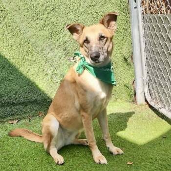 Tater -  German Shepherd Dog and Mixed Breed Dog for Adoption in Houston, Texas - Tater | PetCurious