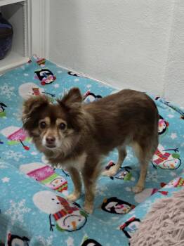 Rescue Chihuahua Dogs for Adoption in Midway, Utah - Mocha | PetCurious