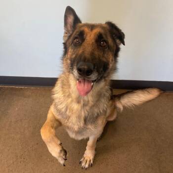 Rescue German Shepherd Dog Dogs for Adoption in Mishawaka, Indiana - Georgia | PetCurious