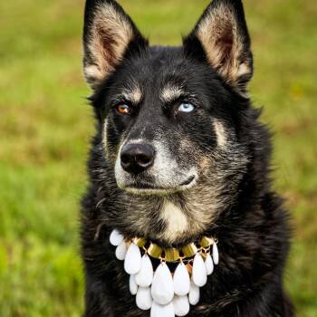 Myra -  Siberian Husky and Black Labrador Retriever Dog for Adoption in Clarinda, Iowa - Myra | PetCurious