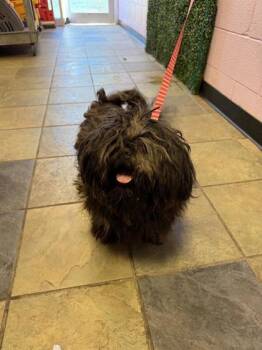 61317848 -  Shih Tzu and Mixed Breed Dog for Adoption in El Paso, Texas - 61317848 | PetCurious