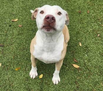 American Staffordshire Terrier Dogs Available for Adoption - Mama Blythe | PetCurious