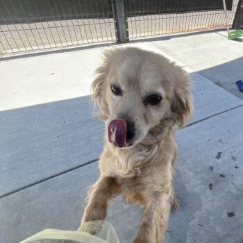 Chihuahua and Mixed Breed Dogs Available for Adoption in Hawthorne, California - Gus | PetCurious