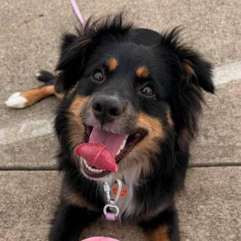Australian Shepherd and Terrier Dogs Available for Adoption in Bloomfield, Connecticut - Mimi | PetCurious