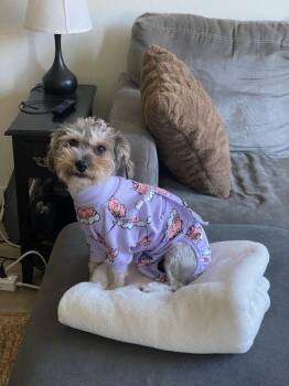 Brownie -available for adoption -  Miniature Schnauzer Dog for Adoption in Tustin, California - Brownie -available For Adoption | PetCurious