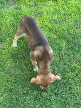 Coral -  Australian Shepherd Dog for Adoption in New Bedford, Massachusetts - Coral | PetCurious