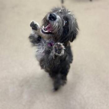 Poodle and Mixed Breed Dogs Available for Adoption in Aurora, Colorado - NORA | PetCurious