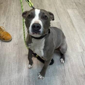 Kiara -  Pit Bull Terrier Dog for Adoption in Emporia, Kansas - Kiara | PetCurious