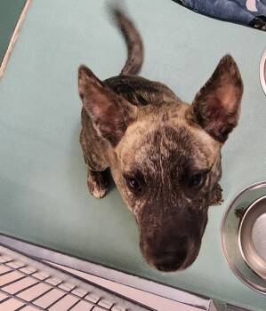 Rescue Dutch Shepherd Dogs for Adoption in Roanoke, Virginia - Bricks Barkley/Chase | PetCurious