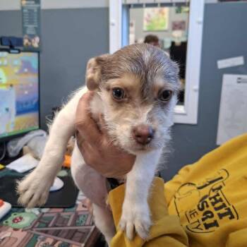 Dipper -  Terrier Dog for Adoption in Hannibal, Missouri - Dipper | PetCurious