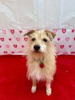 Wirehaired Terrier and Chihuahua Dogs Available for Adoption - Mason | PetCurious