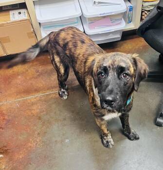 Marlin -  Mastiff Dog for Adoption in Council Bluffs, Iowa - Marlin | PetCurious