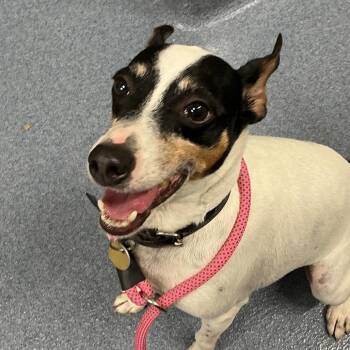 Cash (Hashbrown) -  Terrier and Mixed Breed Dog for Adoption in Saint Joseph, Missouri - Cash (Hashbrown) | PetCurious
