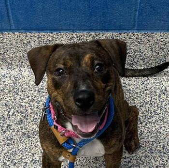 Sir Wigglesworth -  Pit Bull Terrier and Beagle Dog for Adoption in Golden, Colorado - Sir Wigglesworth | PetCurious