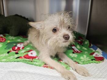 Rescue Chihuahua and Mixed Breed Dogs for Adoption in Tallahassee, Florida - ROCKY | PetCurious