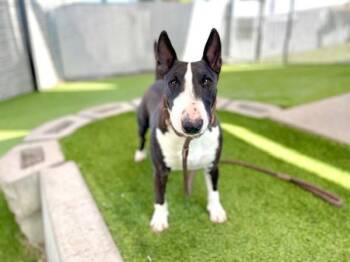 Vela -  Bull Terrier Dog for Adoption in Salt Lake City, Utah - Vela | PetCurious