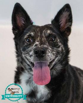 Vanessa -  Corgi and Terrier Dog for Adoption in Kennesaw, Georgia - Vanessa | PetCurious
