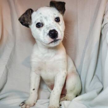 American Staffordshire Terrier and Mixed Breed Dogs Available for Adoption - Bobby  | PetCurious