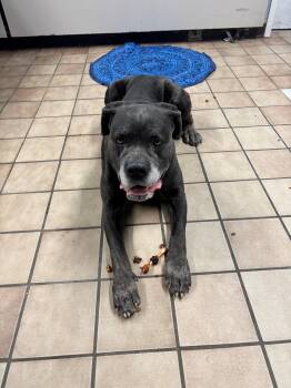 Olive -  Mastiff and Labrador Retriever Dog for Adoption in Edison, New Jersey - Olive | PetCurious