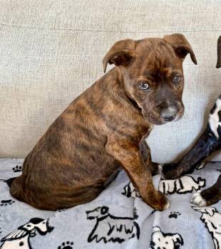 Labrador Retriever and Pit Bull Terrier Dogs Available for Adoption - Tucker | PetCurious