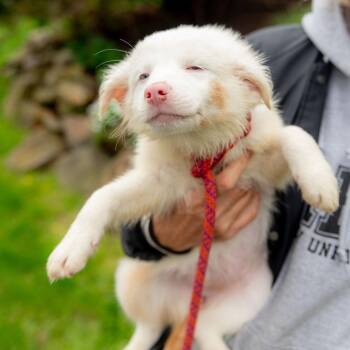 Australian Shepherd Dogs Available for Adoption in Chester Springs, Pennsylvania - Sweetie | PetCurious