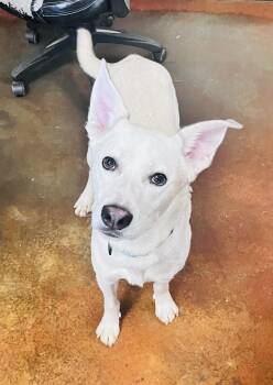 Shepherd Dogs Available for Adoption in Council Bluffs, Iowa - Kip | PetCurious
