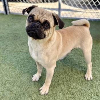 Pug Dogs Available for Adoption - Yogi | PetCurious