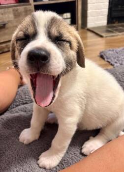Corndog -  Great Pyrenees and Anatolian Shepherd Dog for Adoption in Princeton, Massachusetts - Corndog | PetCurious