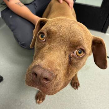 Juno -  Pit Bull Terrier Dog for Adoption in Abilene, Texas - Juno | PetCurious