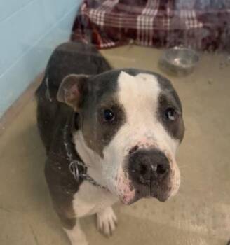 CJ -  Pit Bull Terrier and Mixed Breed Dog for Adoption in Palm Coast, Florida - CJ | PetCurious