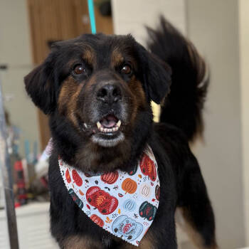 Rescue Bernese Mountain Dog and Australian Shepherd Dogs for Adoption in Griffin, Georgia - Chewie | PetCurious