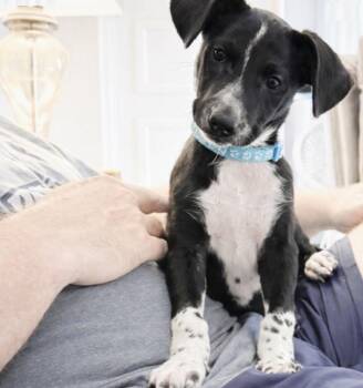 Oreo Cookie -  Pointer Dog for Adoption in Orlando, Florida - Oreo Cookie | PetCurious