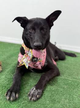 Australian Kelpie and Labrador Retriever Dogs Available for Adoption in Carlsbad, California - Tatiana-One Of Our Amazing Rescue Dogs | PetCurious