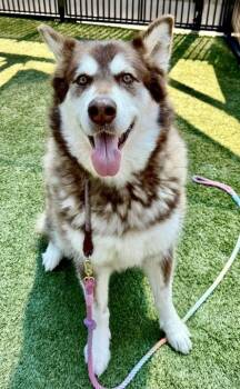 Rescue Alaskan Malamute and Mixed Breed Dogs for Adoption in Roseville, California - Rogue | PetCurious