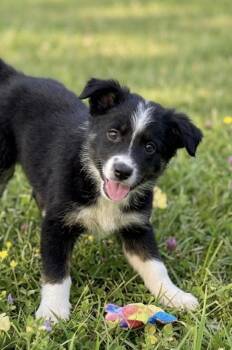 Willie -  Australian Shepherd Dog for Adoption in Iron Ridge, Wisconsin - Willie | PetCurious