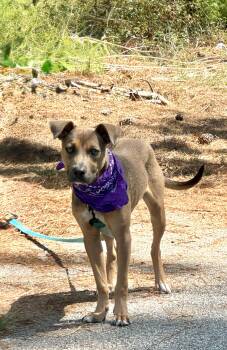 Scout -  Mixed Breed Dog Available for Adoption in Sumter, South Carolina - Scout | PetCurious