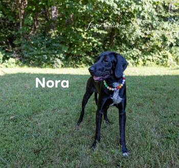 Nora -  Plott Hound Dog for Adoption in Spring Hill, Tennessee - Nora | PetCurious