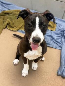 Crescent -  Mixed Breed Dog for Adoption in Nashville, Tennessee - Crescent | PetCurious