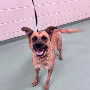 Sha Sha -  Mixed Breed Dog for Adoption in Memphis, Tennessee - Sha Sha | PetCurious