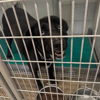 Aspen-CS-26-14332 -  Labrador Retriever Dog for Adoption in Anahuac, Texas - Aspen-CS-26-14332 | PetCurious