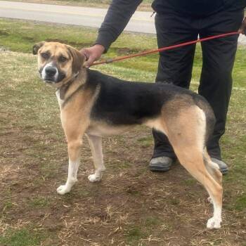 Tinsley -  Mixed Breed Dog for Adoption in Huntington, West Virginia - Tinsley | PetCurious